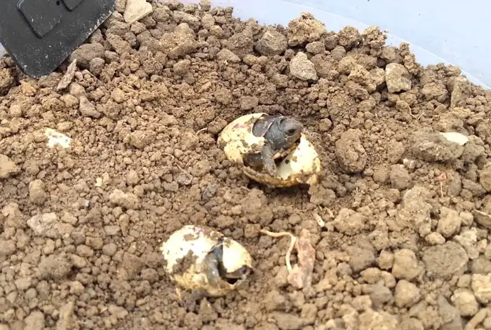 What month do box turtle eggs hatch