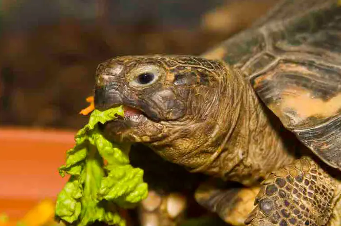 A Healthy Tortoise Beak Look Like