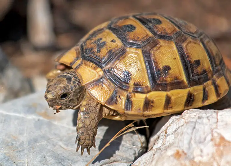 How Much Does A Tortoise Cost? A Complete Guide