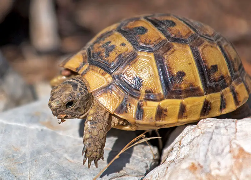 Additional Costing Areas For Tortoises