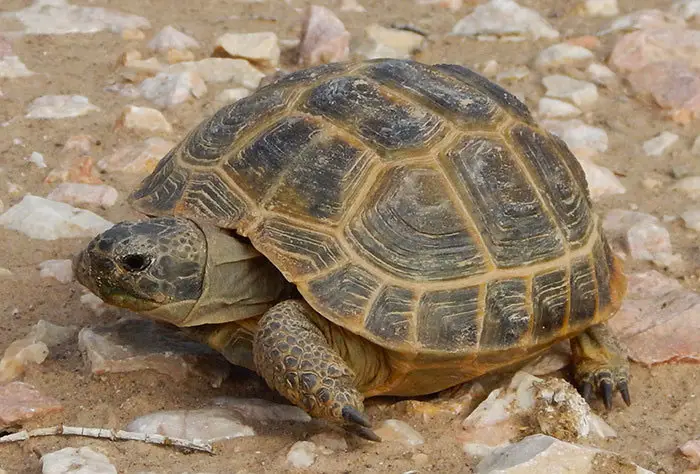 Afghan Tortoise