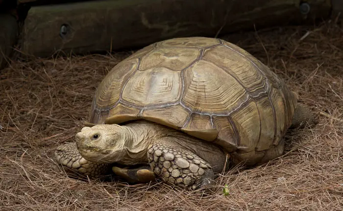 African Spurred Tortoise