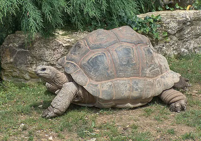 Aldabra Tortoise