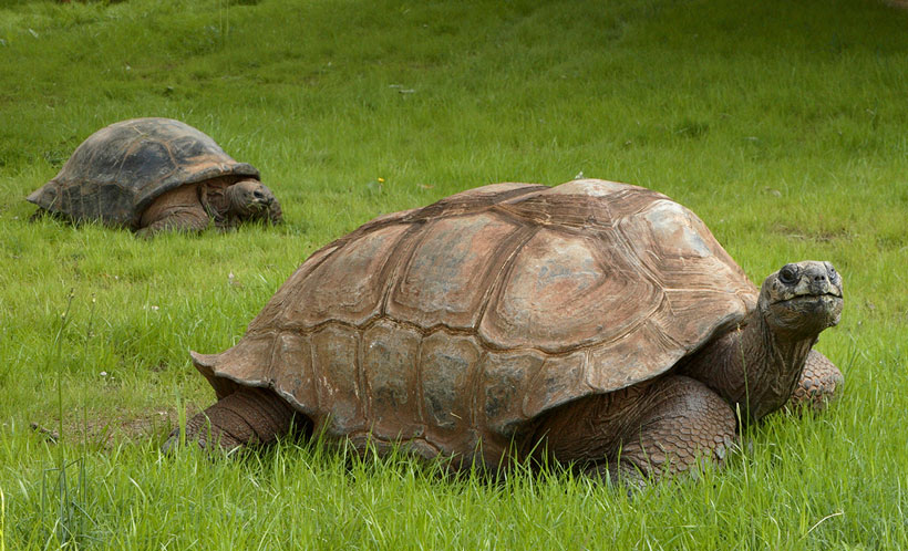 Aldabra Tortoise