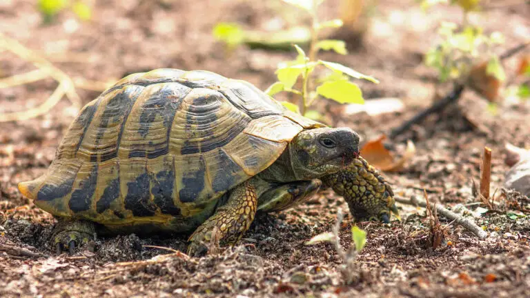 Anatomy of a Tortoise: Basic Ideas about a Tortoise’s Physical Structure