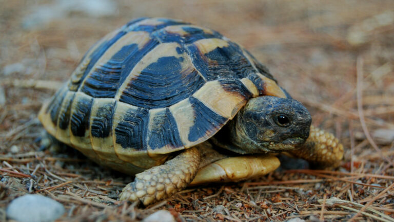 Are Tortoises Smart than We Think: An In-depth Investigation