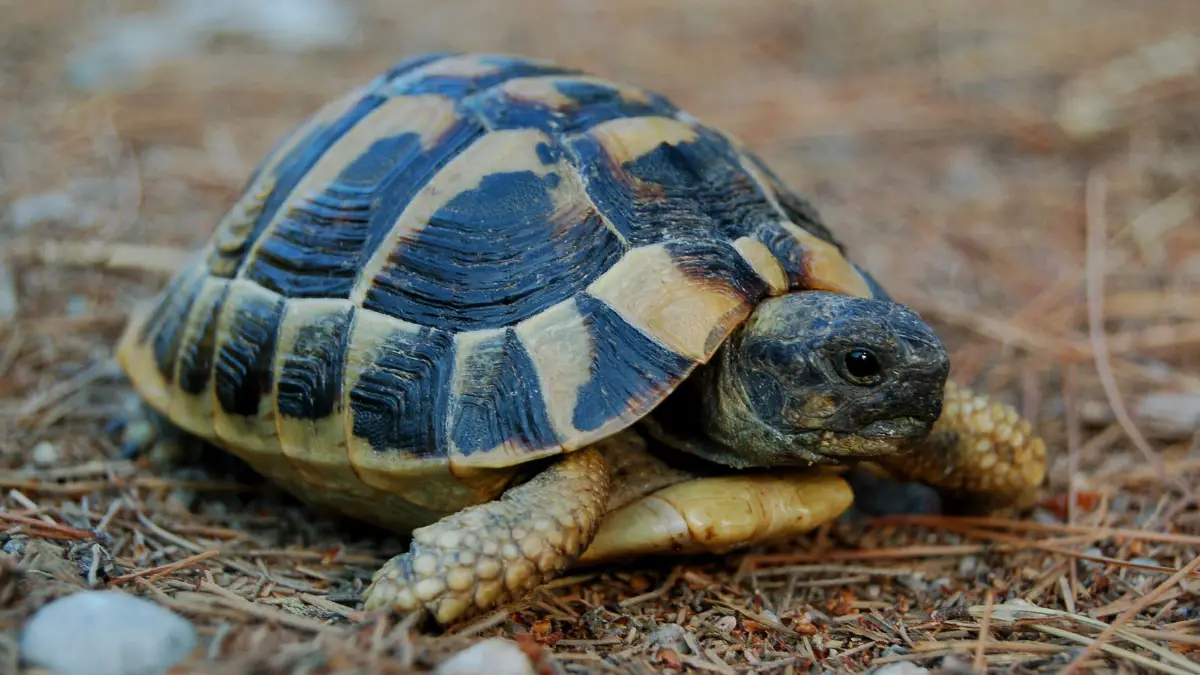 Are Tortoises Smart than We Think