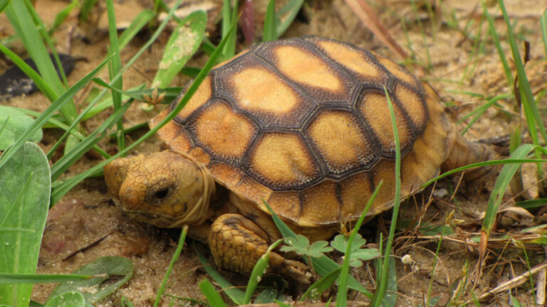 Baby Gopher Tortoise Care Guide: Everything You Need to Know