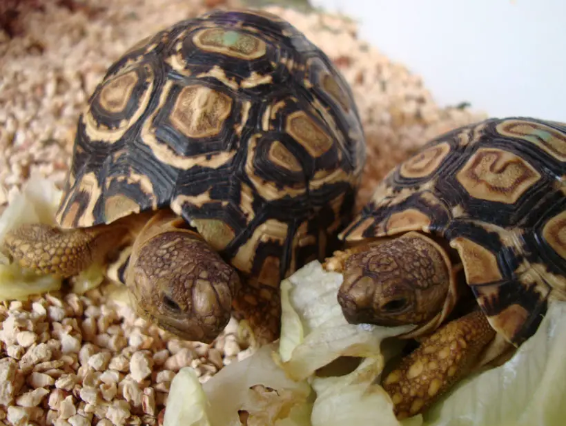 Baby Leopard Tortoise Handling