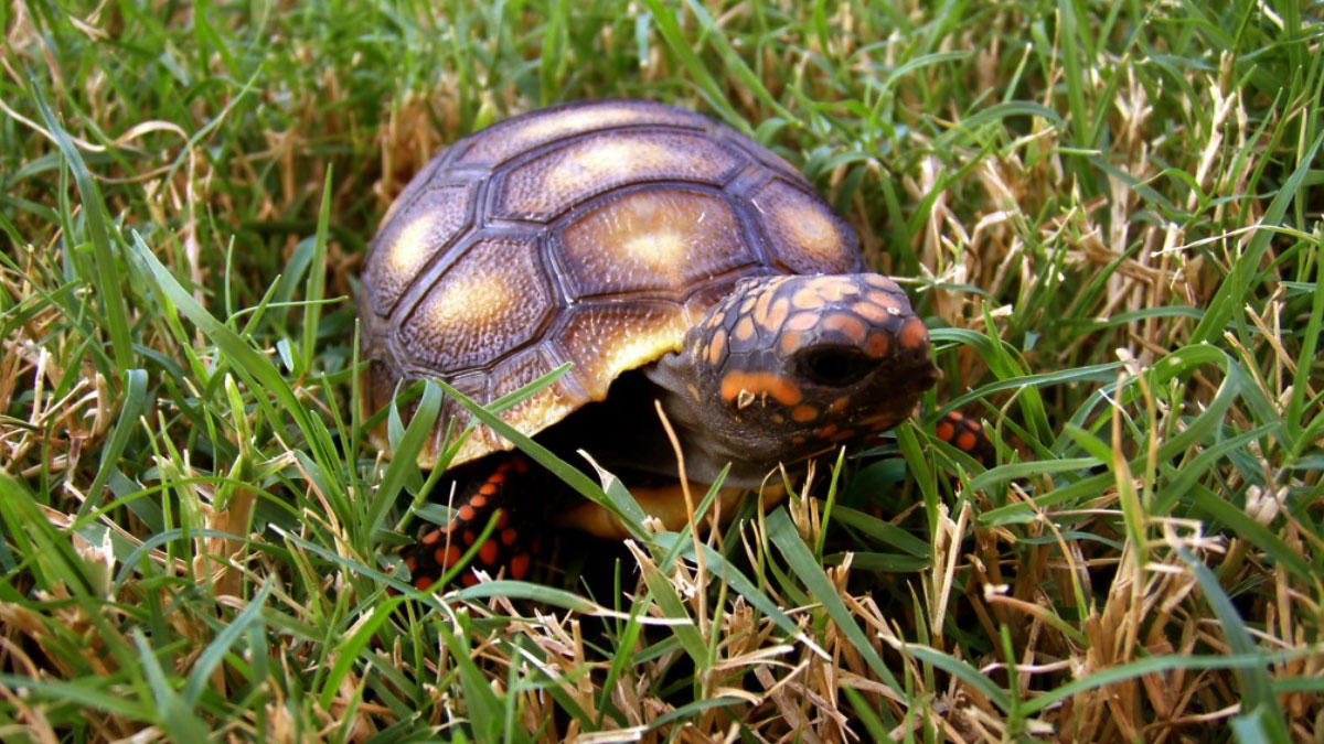 Baby Red Foot Tortoise Care