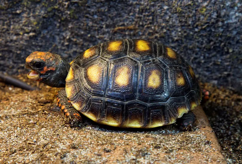 Baby Red Foot Tortoise Health Checks