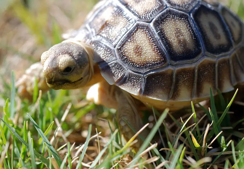 Baby Sulcata Tortoise