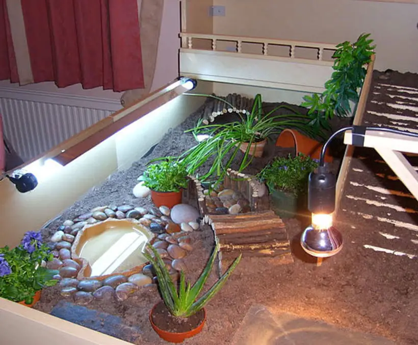 Baby Sulcata Tortoise Habitat