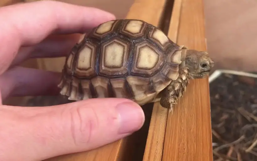 Baby Sulcata Tortoise Health Care