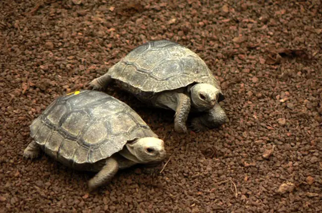 Baby Tortoise