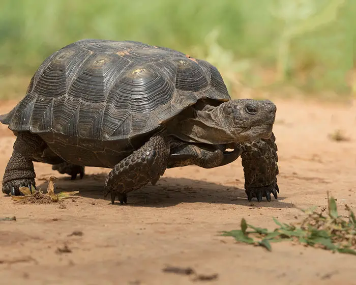 Berlandier’s Tortoise