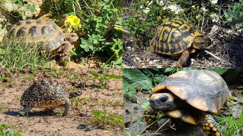 Yellow-Footed Tortoise