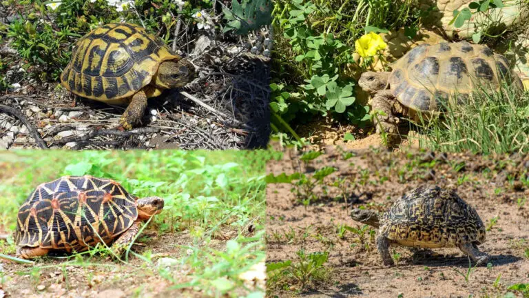 7 Best Pet Tortoise Species for Beginners