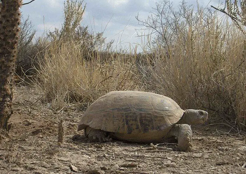 Bolson Tortoise