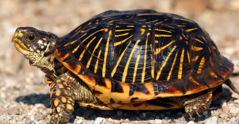 Box Turtle Feet Shape