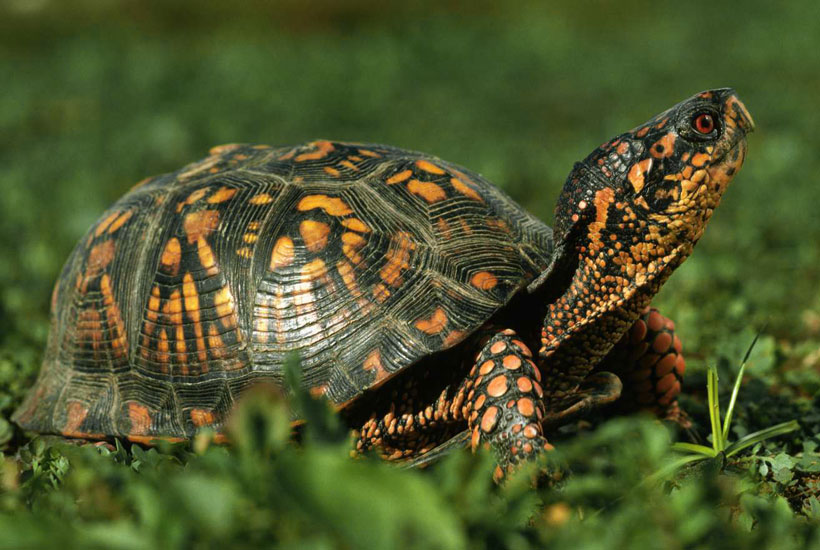 Box Turtle Shell Structure