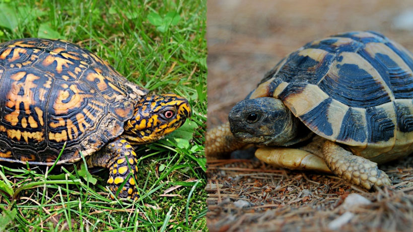 Box Turtle vs Tortoise