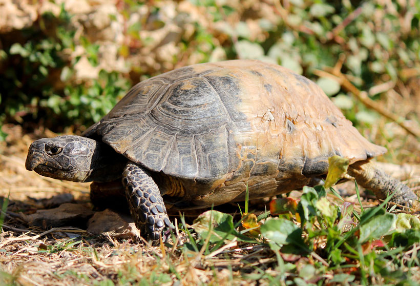 Can A Tortoise Survive Without Water