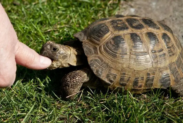 Do Tortoises Have Teeth? Find Out The Truth!