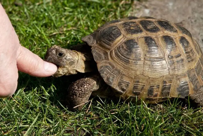 Can Tortoises Bite