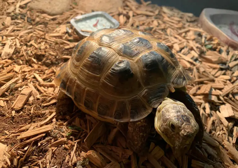 Tortoise Pyramiding: Causes, Early Signs, Prevention, Treatment