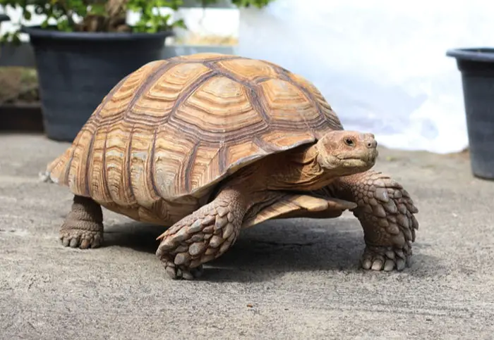 Causes of Overgrown Beaks in Tortoises
