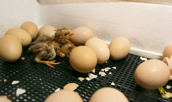 Chicken incubator