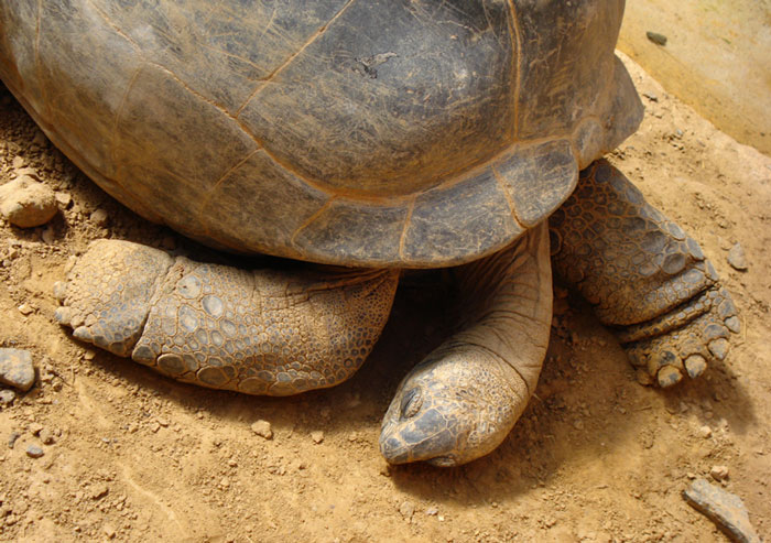 Common Signs a Tortoise is Dying