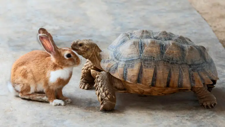 The Complete Tortoise and the Hare Story Summary And Moral