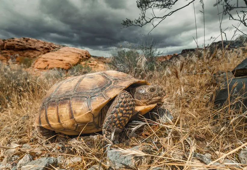 Desert Tortoise