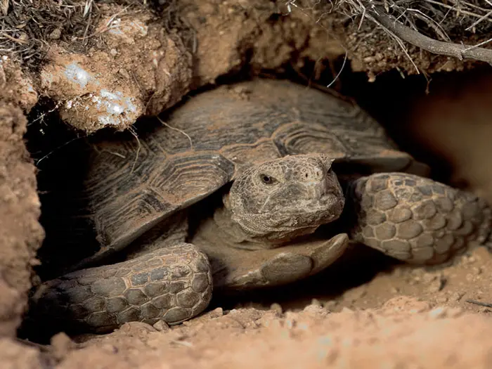Desert Tortoises