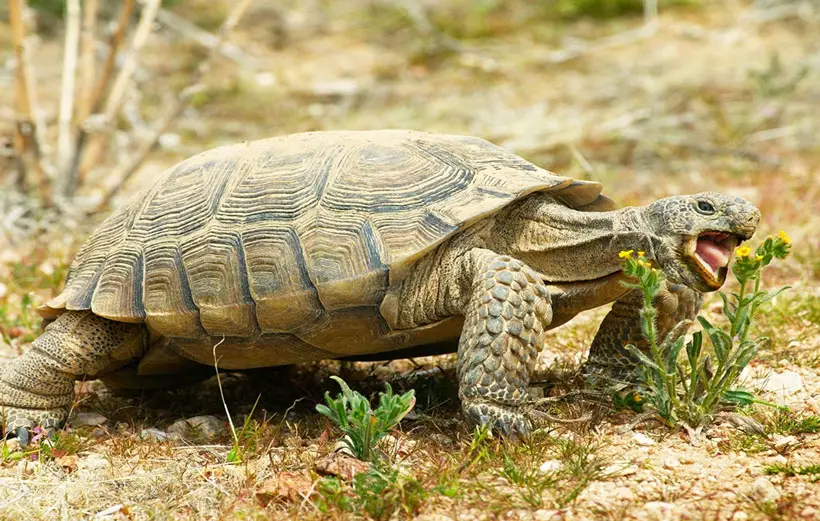 Desert tortoise