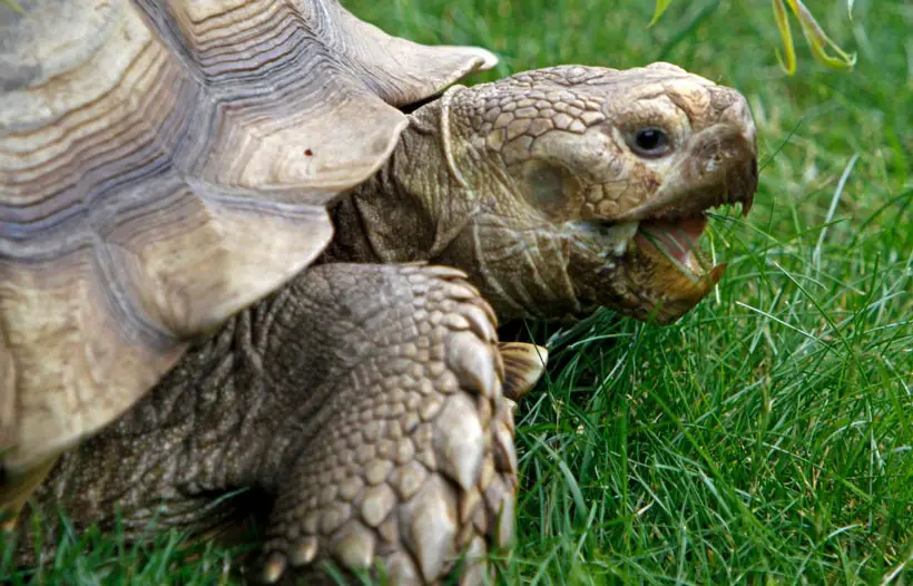 Did The Tortoises Ever Have Teeth