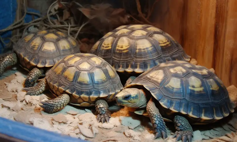Do Russian Tortoises Hibernate