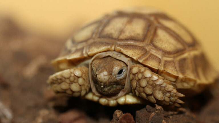 Do Sulcata Tortoises Hibernate? How, When, How Long?
