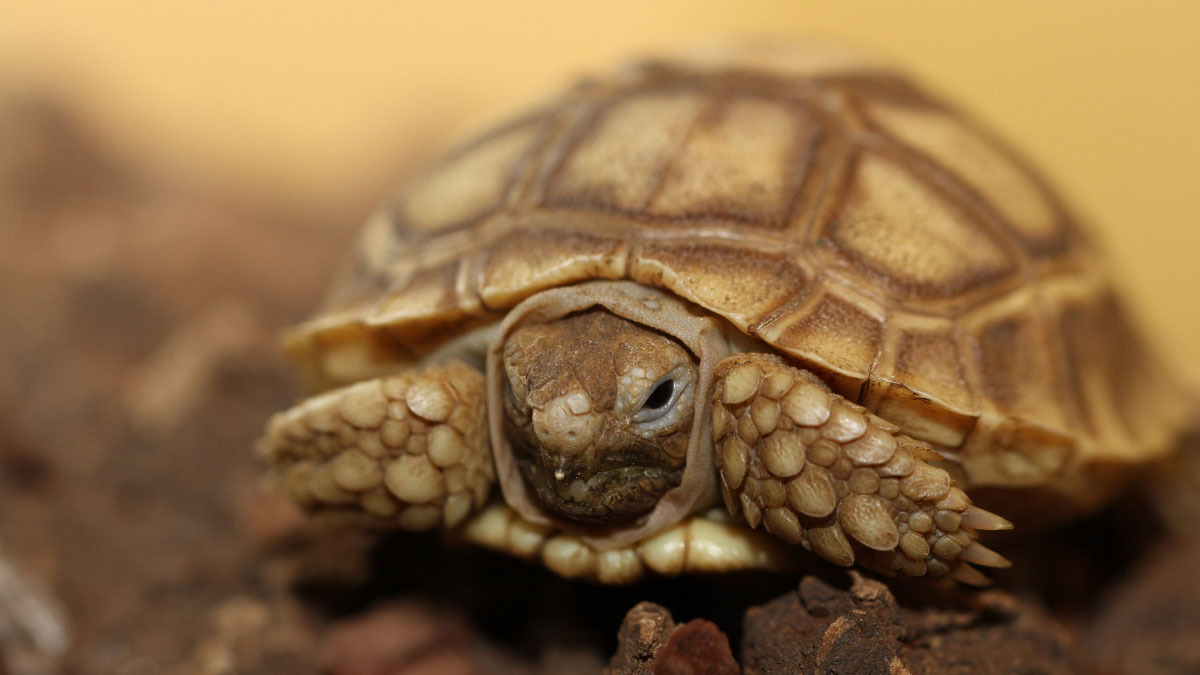 Do Sulcata Tortoises Hibernate