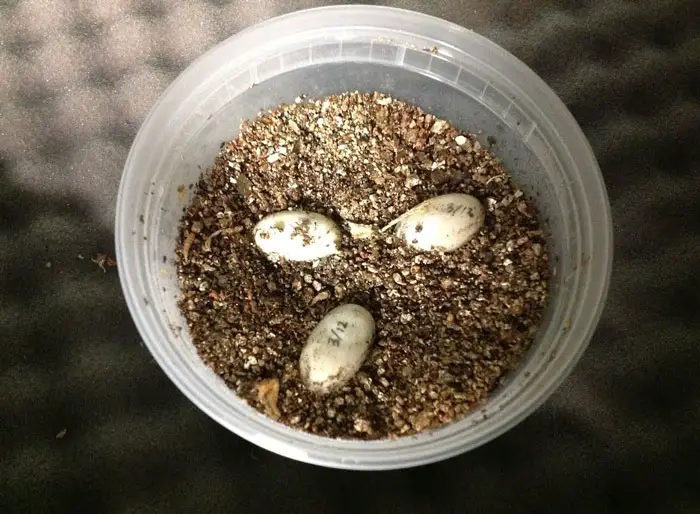Do turtle eggs need light to hatch