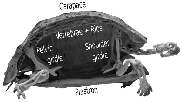 Does a tortoise have an endoskeleton or exoskeleton