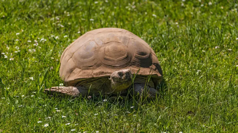 Dying Tortoise? Watch Out for These Signs a Tortoise is Dying