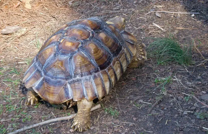 Early Signs Of Pyramiding In Tortoises