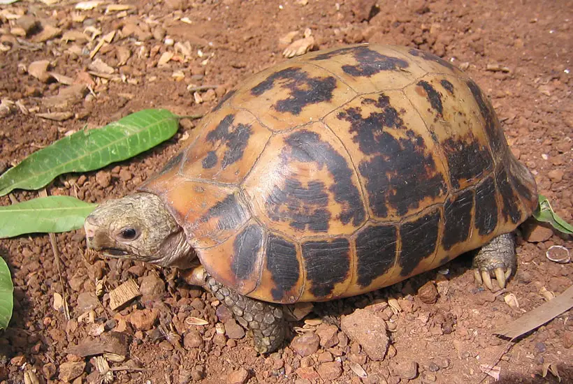 Elongated Tortoise