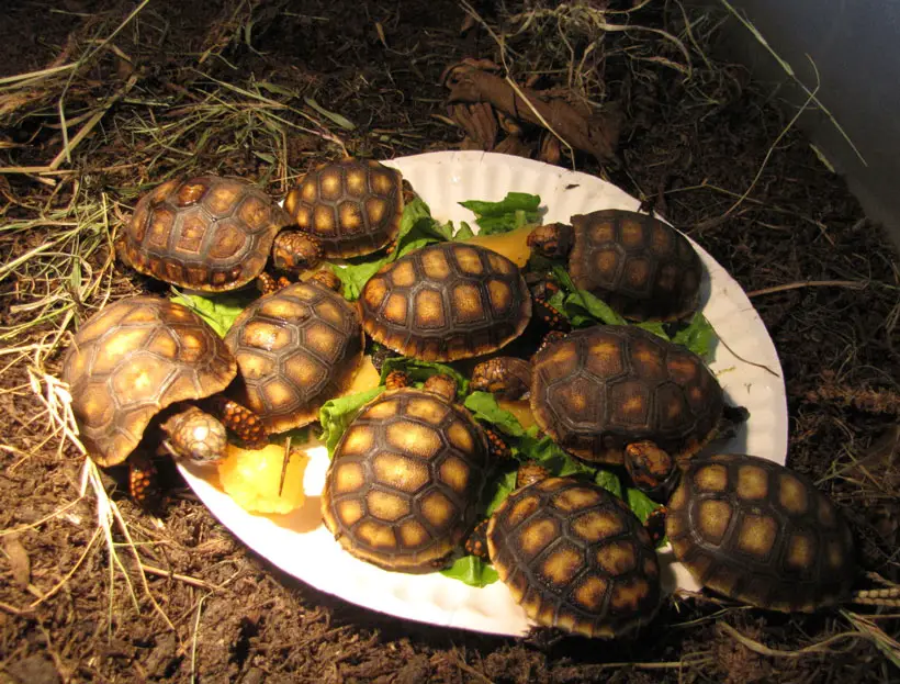 Feeding Of A Baby Red Foot Tortoise