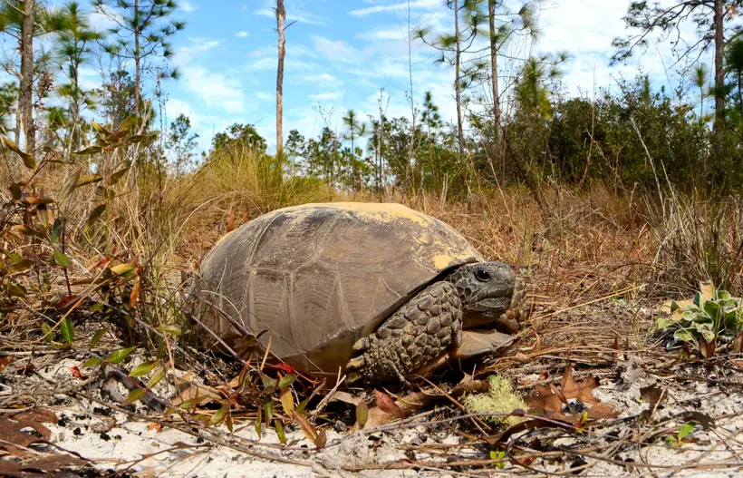 Gopher Tortoise