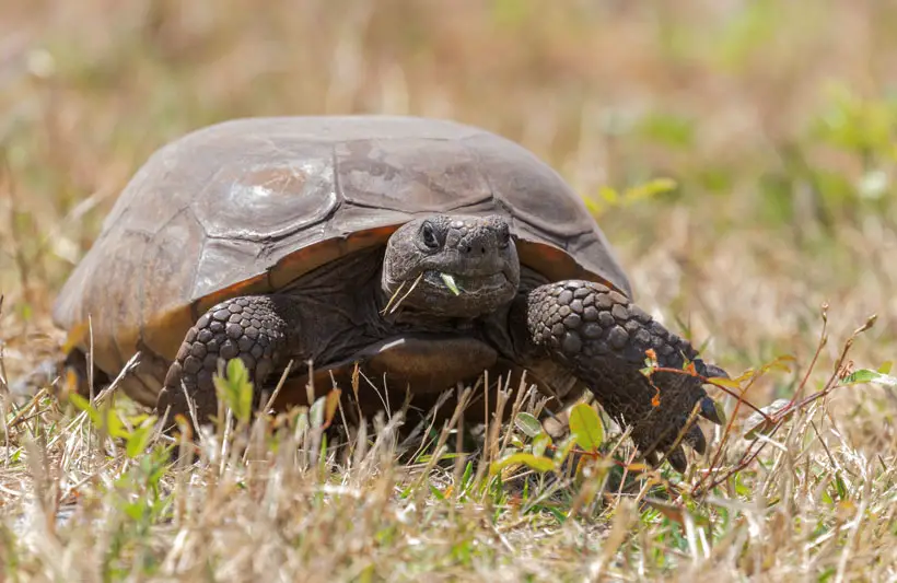 Gopher Tortoise