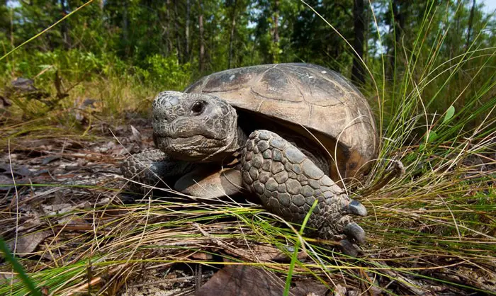 Gopher tortoise